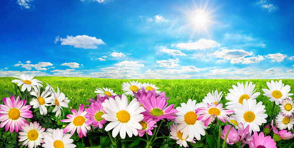 Marguerite Flowers, fresh green meadow and vibrant blue sky with the bright sun