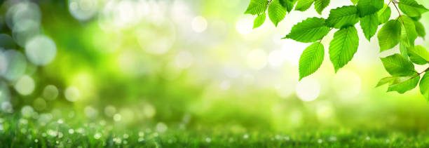 ボケの自然の背景に緑の葉 - 自然 ストックフォトと画像