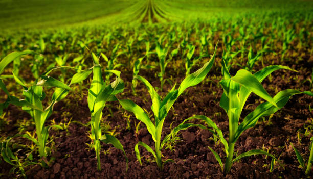 campo de maíz con plantas jóvenes y suelo fértil oscuro - humus soil fotografías e imágenes de stock