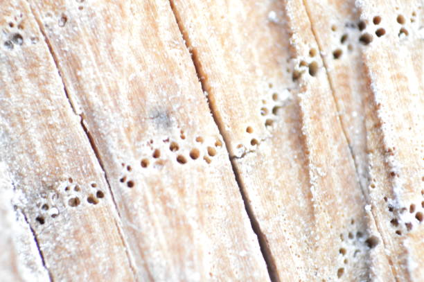 Texture of various wood species close-up