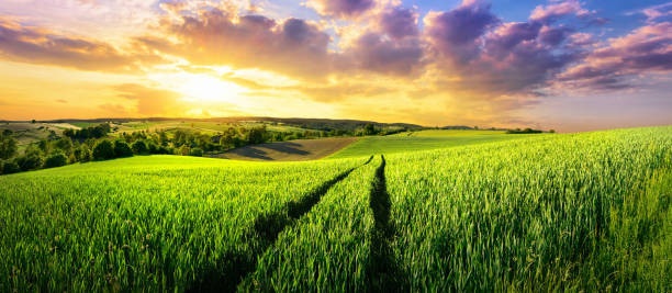 istock Vast green field at gorgeous sunset 1176581805