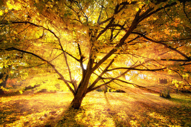 istock Autumn sun enchanting a beautiful tree 1176581842