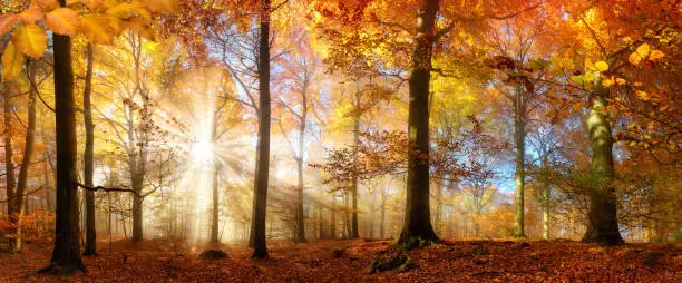 Rays of beautiful sunlight in a misty forest with warm vibrant colors in autumn