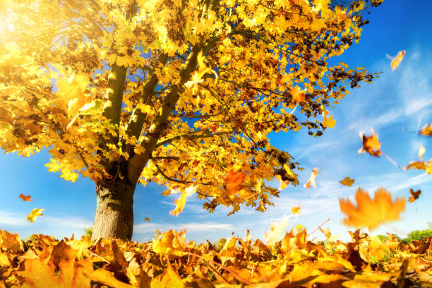 istock Yellow maple leaves falling to the ground 1176581992