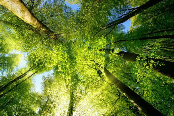 raggi di sole che illuminano magnificamente le cime degli alberi - beech leaf low angle view deciduous tree tree trunk foto e immagini stock