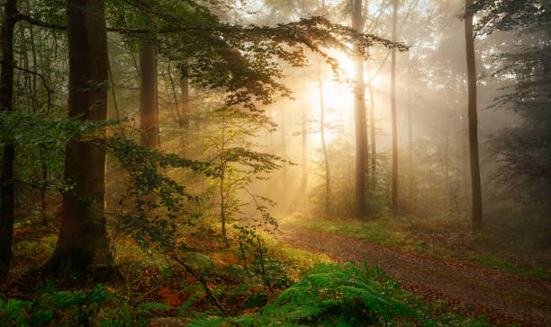 istock Golden light in a misty forest 1176582327