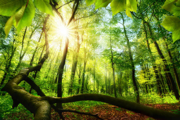 istock Green forest with bright beautiful sun beams 1176582381