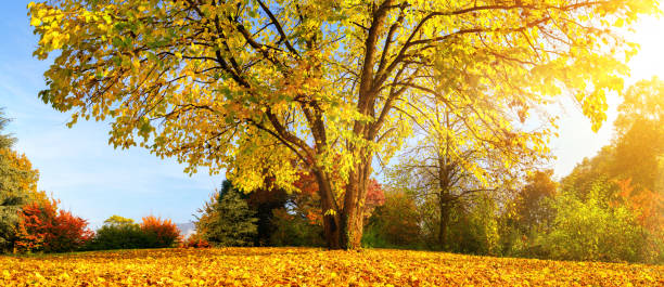 istock Beautiful tree on a sunny autumn day 1176582466