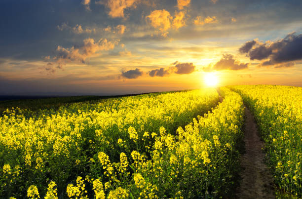 Rapeseed field at sunset Blossoming rapeseed field leading to the beautiful sunset sky brassica rapa stock pictures, royalty-free photos & images