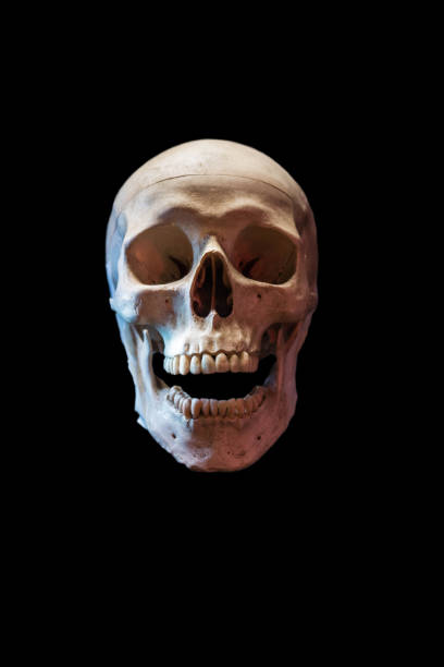 Human skull isolated in black stock photo