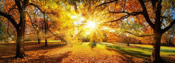 istock Amazing panoramic autumn scenery in a park 1176583750