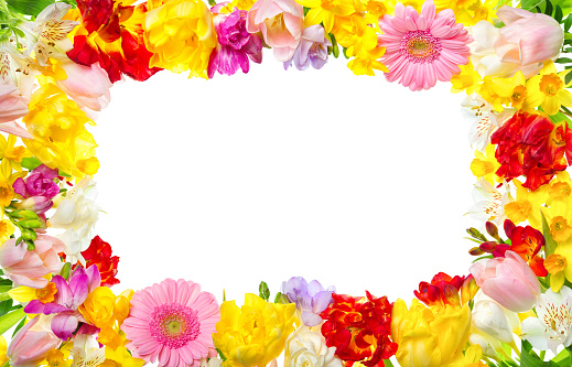 Frame of colorful spring flowers with white background, a very happy and refreshing decoration for your text or design