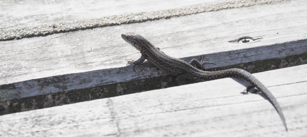 istock Viviparous (Common) Lizard (Lacerta viviparus) Male 1176584611