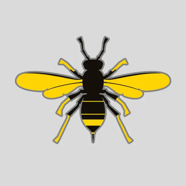 Vector illustration of Asian Wasp Velutina Nigrothorax Graphic Representation