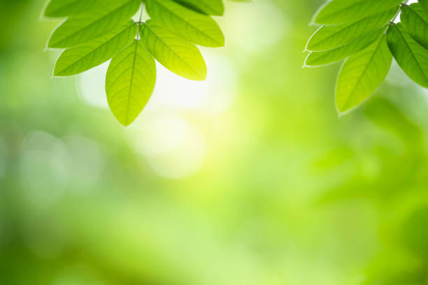 istock Closeup green leaf with beauty bokeh under sunlight background 1176586132