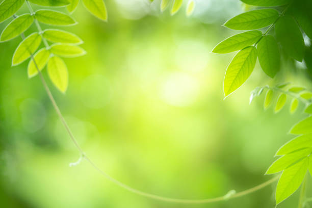 istock Closeup green leaf with beauty bokeh under sunlight background 1176586146