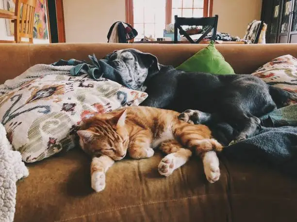 Orange cat and bulldog sleep on a comfortable sofa together