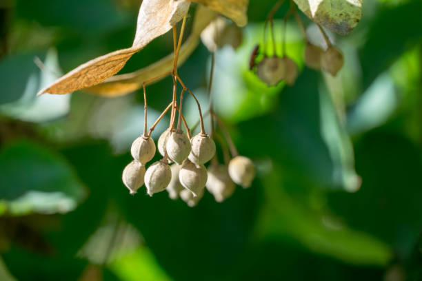 seeds of the linden tree in autumn