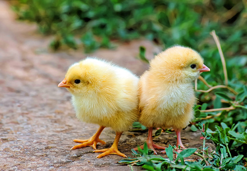 Two afraid chickens near grass