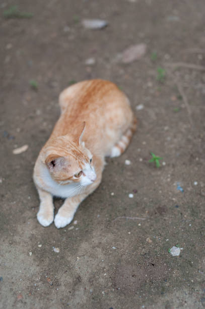 istock Thai cute cat. Cat's movements. 1176587831