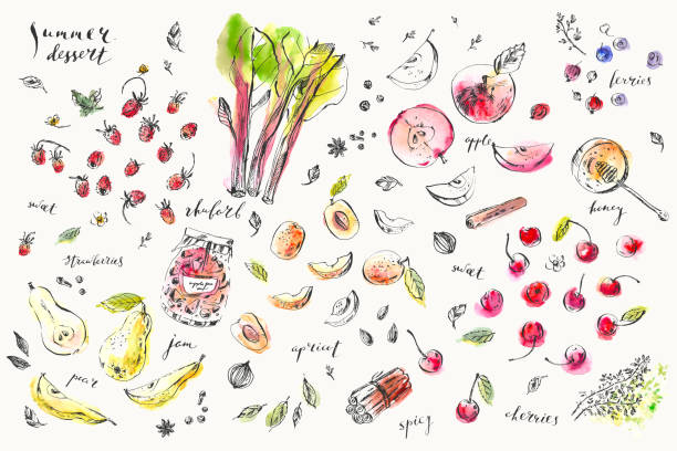 ilustrações, clipart, desenhos animados e ícones de ilustração desenhada mão do alimento e da bebida. - ruibarbo fruta
