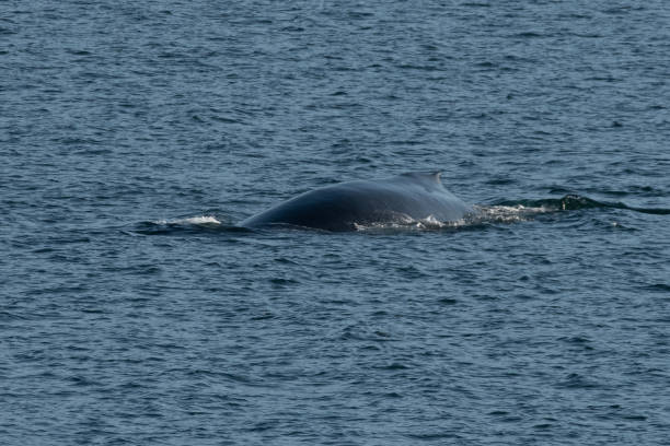 istock SE Alaska Inside Passage by ferry - humpback whale 1176589762