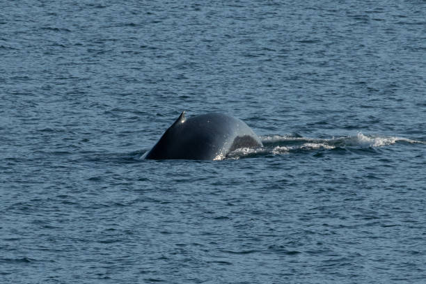 istock SE Alaska Inside Passage by ferry - humpback whale 1176589872