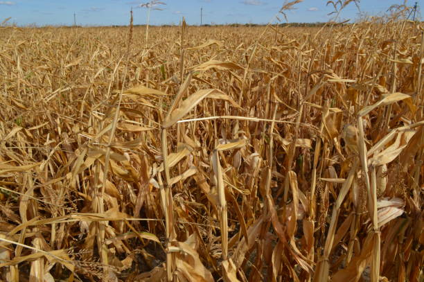 istock Autumn yellow corn dries on the field 1176590923