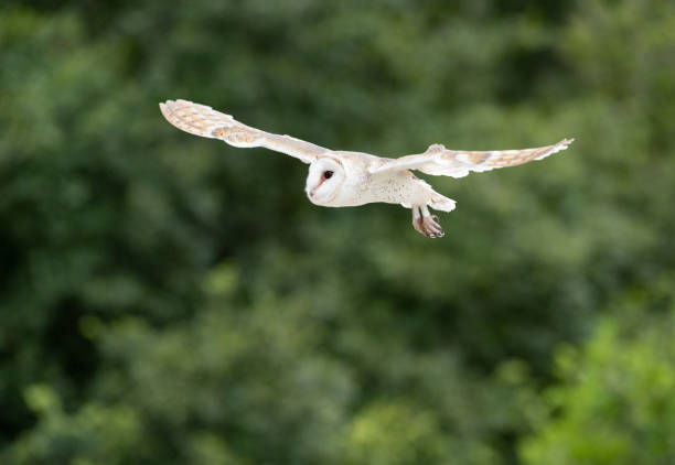 istock Barn Owl, Barn Owl (Tyto Alba) in flight 1176591102