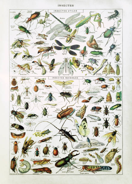 illustrazioni stock, clip art, cartoni animati e icone di tendenza di illustrazione ottocentesca sugli insetti - 19th