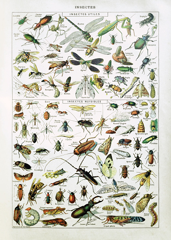 Old illustration about insects by Adolphe Philippe Millot printed in the french dictionary 