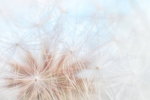 istock Blowball texture close up. Dandelion seeds abstract macro on blue sky background. Shallow depth of field soft focus 1176591495