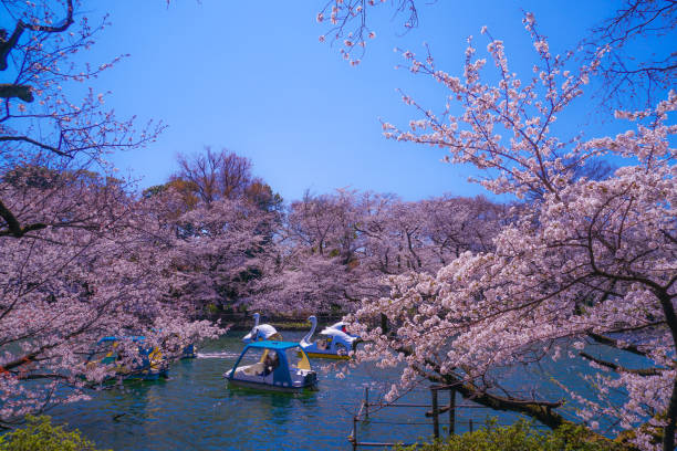 istock Cherry tree in full bloom of Inokashira Park 1176592468