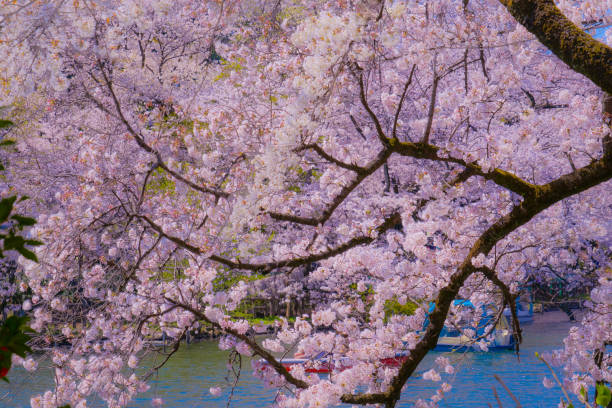 istock Cherry tree in full bloom of Inokashira Park 1176592536