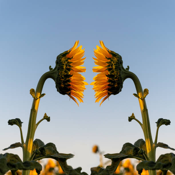 mi proyección sobre ti - sunflower side view yellow flower fotografías e imágenes de stock