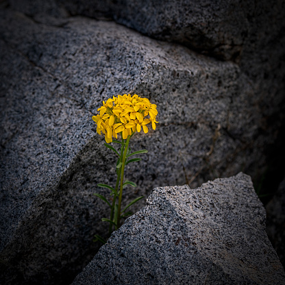 Yellow Brassica flower developing between two rocks in the high Sierra Nevada of California - resilience concept