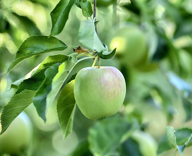 istock ripe apples in an orchard ready for harvesting 1176594384