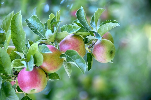 ripe apples in an orchard ready for harvesting