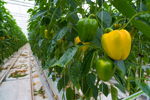 yellow and green bell peppers in a greenhouse