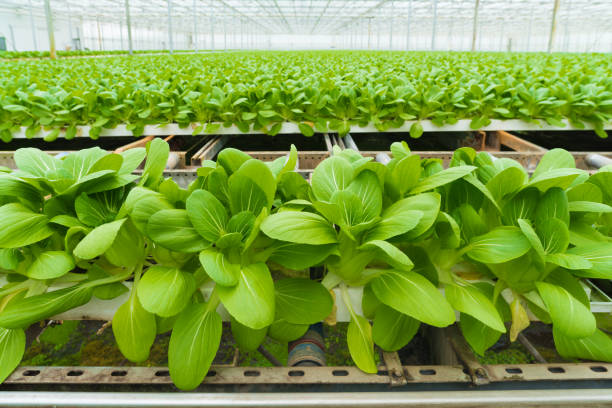 istock vegetables in a greenhouse 1176594741