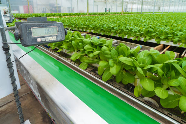 istock vegetables in a greenhouse 1176594744