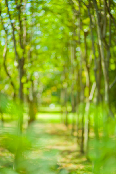 istock green nature blur bokeh background 1176596623