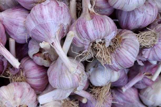 istock Garlic filling texture. Garlic freshness background. 1176597161