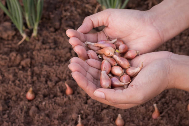 ręka kobiety rolnik wysiewu cebuli w ekologicznym ogrodzie warzywnym, zamknij ręcznie sadzenia nasion w glebie. - planting tree human hand women zdjęcia i obrazy z banku zdjęć