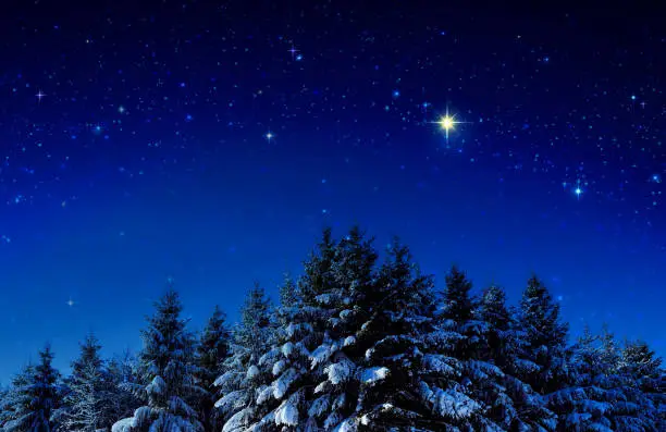 Photo of Christmas background with stars and trees in winter forest.