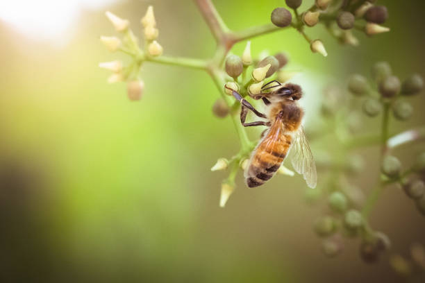 медоносная пчела собирает нектар из летних цветов. - animal beautiful beauty in nature bee стоковые фото и изображения