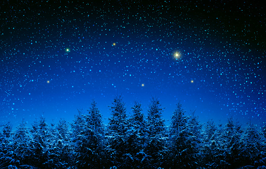 Winter forest with snow covered fir trees and stars sky .