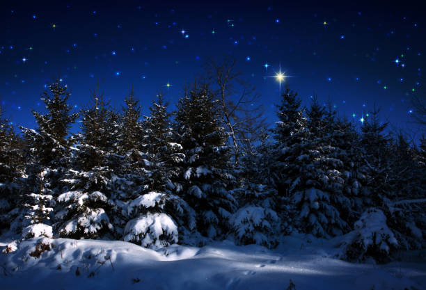 Christmas background with stars and trees in winter forest. stock photo