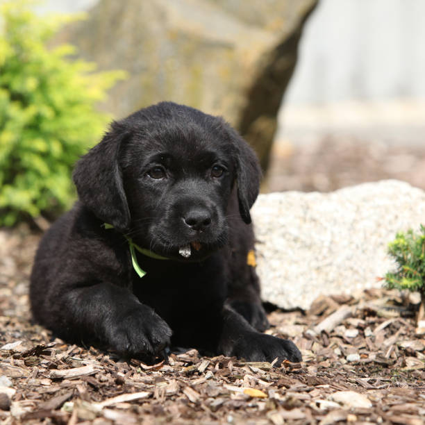istock Adorable labrador retriever lying 1176598753