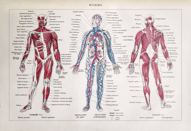 illustration des 19. jahrhunderts über den menschlichen körper - koerperteile stock-grafiken, -clipart, -cartoons und -symbole